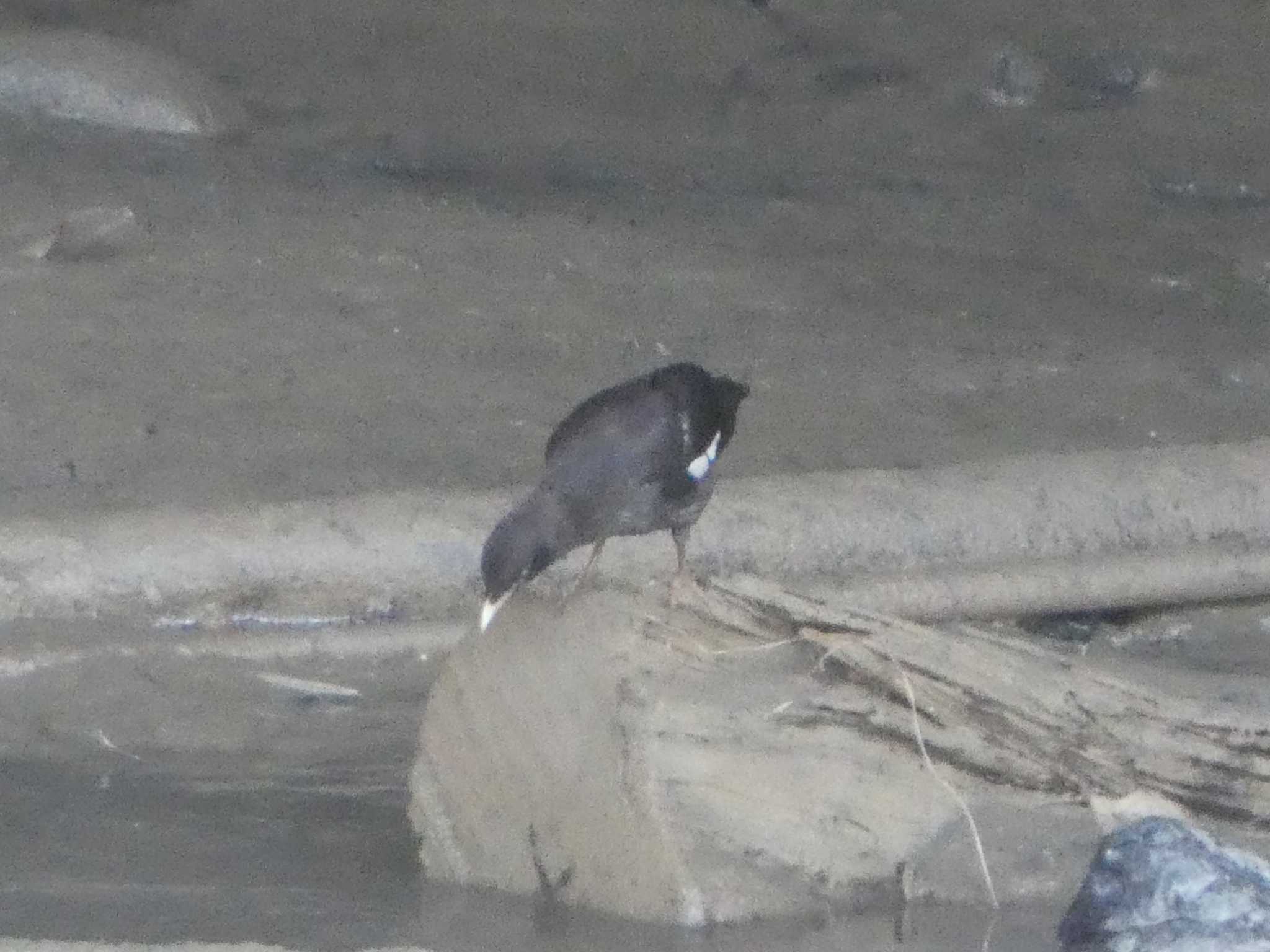 Crested Myna