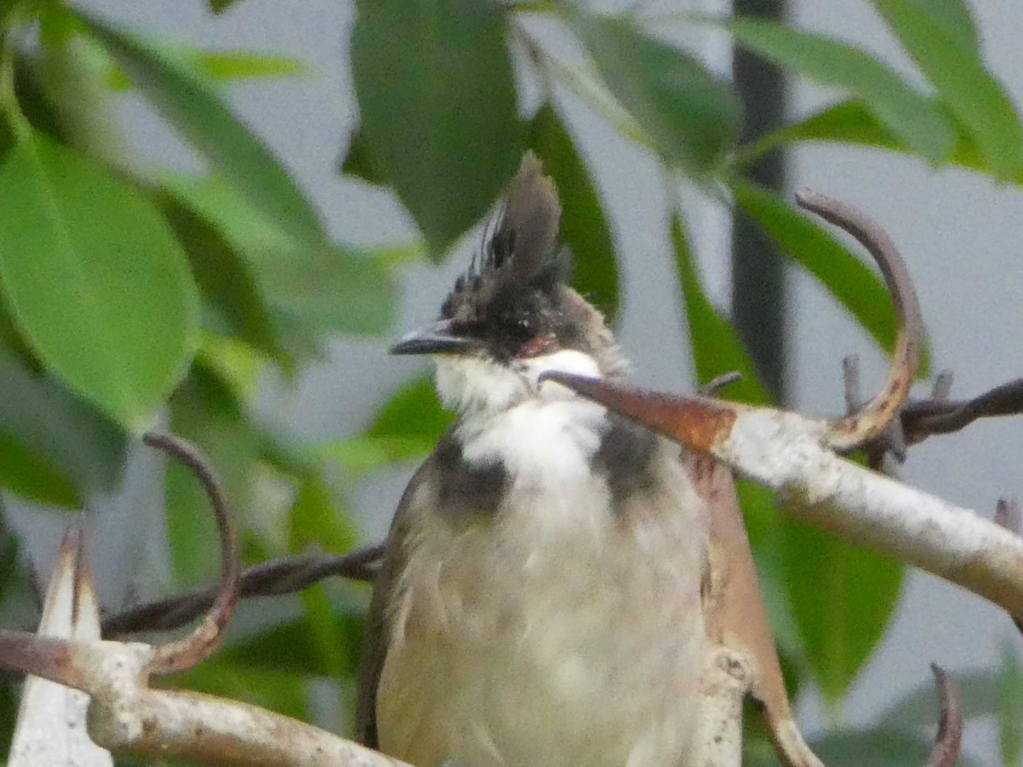 Red-whiskered Bulbul