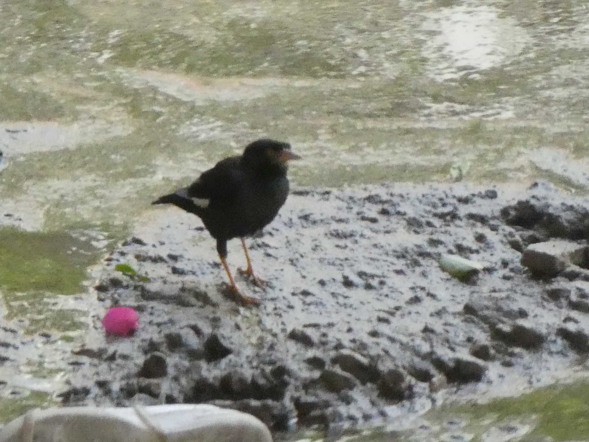 Crested Myna