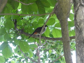 Red-whiskered Bulbul 羅湖区（深セン） Tue, 9/3/2019