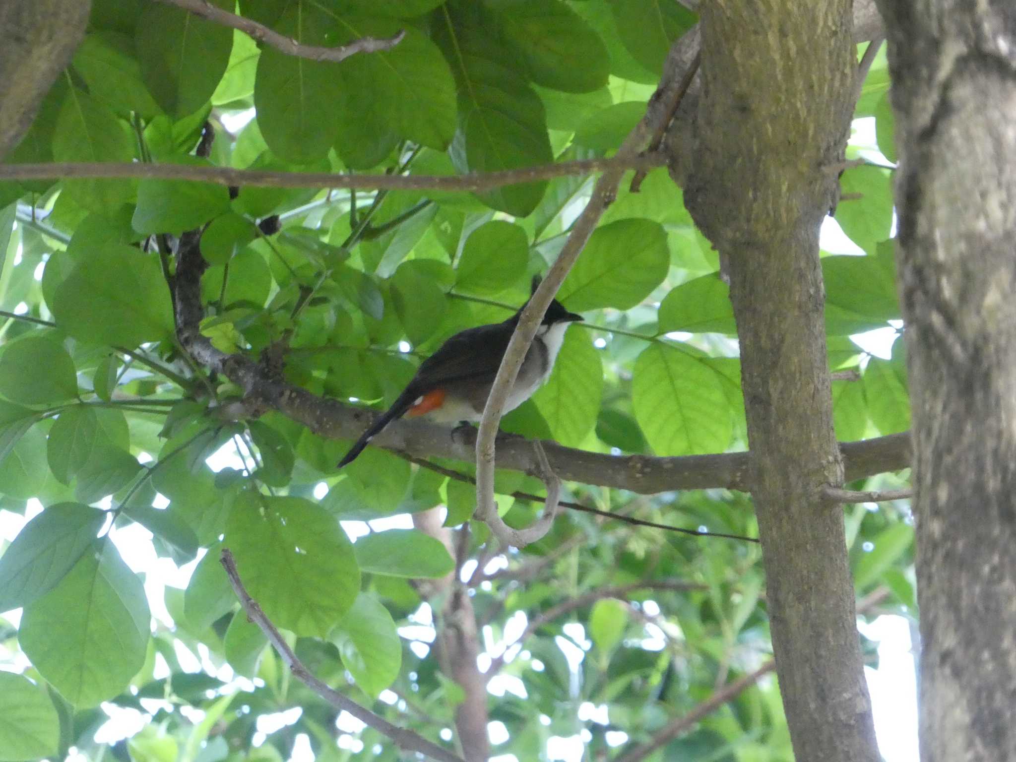 Red-whiskered Bulbul