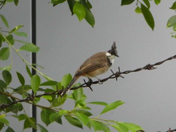 Red-whiskered Bulbul 羅湖区（深セン） Tue, 9/3/2019