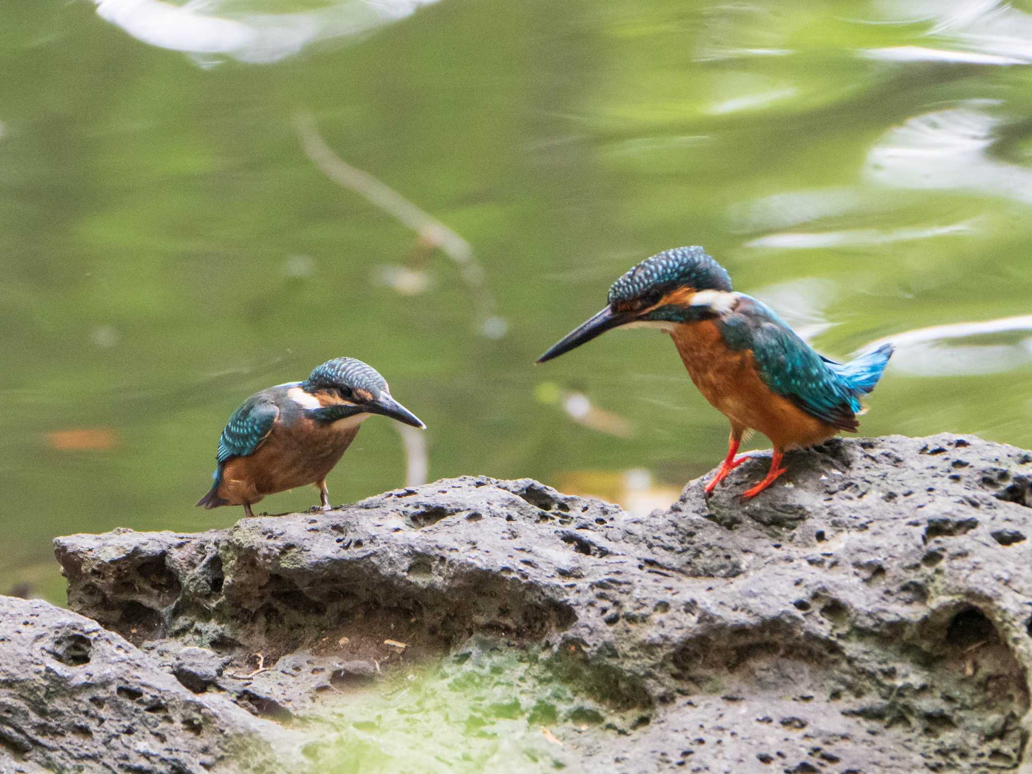 カワセミ