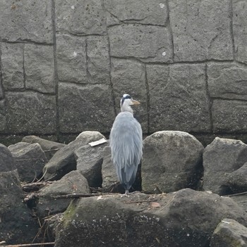 アオサギ 高島水際線公園 2019年9月11日(水)