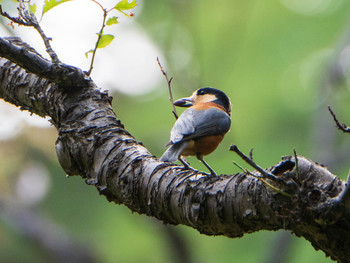 2019年9月8日(日) 六義園の野鳥観察記録