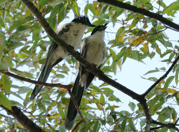 Azure-winged Magpie Oikeshinsui Park Tue, 9/10/2019