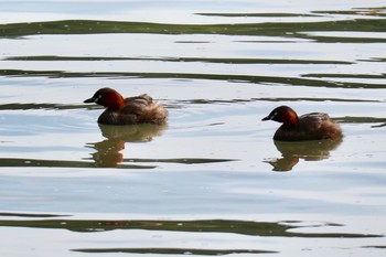 Little Grebe 羽村堰(上流) Mon, 9/9/2019