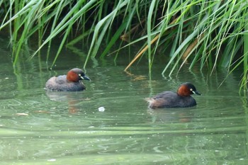 Little Grebe 羽村堰(上流) Mon, 9/9/2019