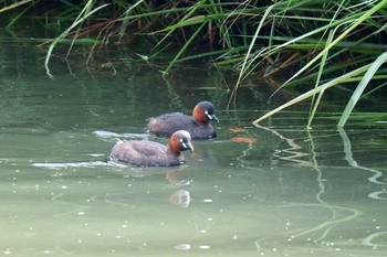 Little Grebe 羽村堰(上流) Mon, 9/9/2019