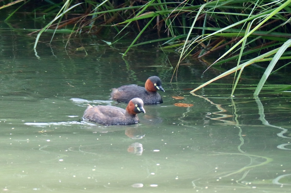 Little Grebe