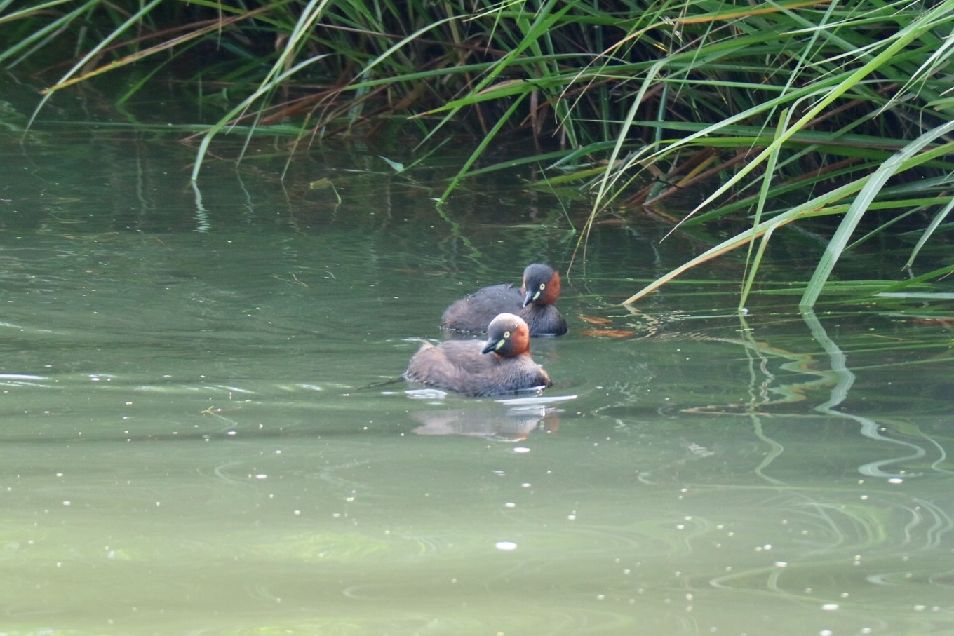 Little Grebe