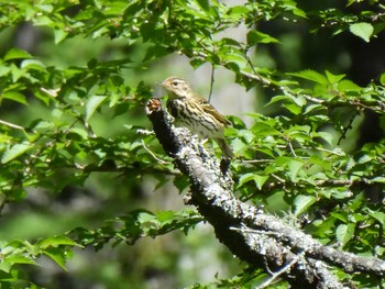 Olive-backed Pipit Okuniwaso(Mt. Fuji) Sun, 6/16/2019