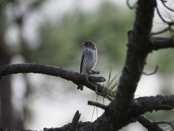 2019年9月12日(木) 葛西臨海公園の野鳥観察記録