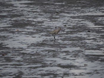 Bar-tailed Godwit Kasai Rinkai Park Thu, 9/12/2019