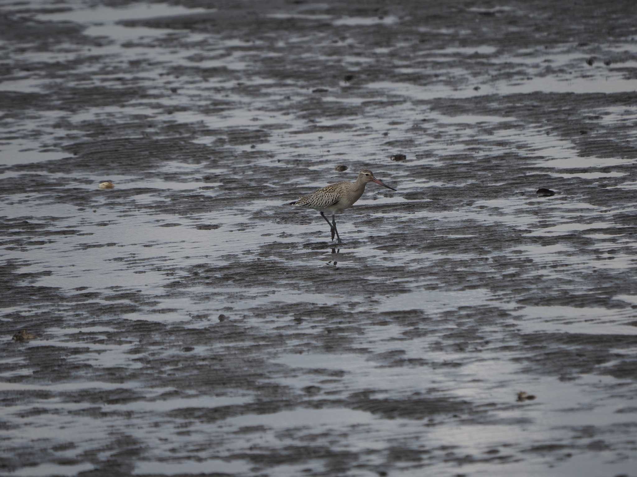 葛西臨海公園 オオソリハシシギの写真 by ふなきち