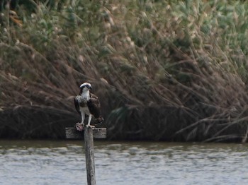 ミサゴ 弥富野鳥園 2019年9月12日(木)