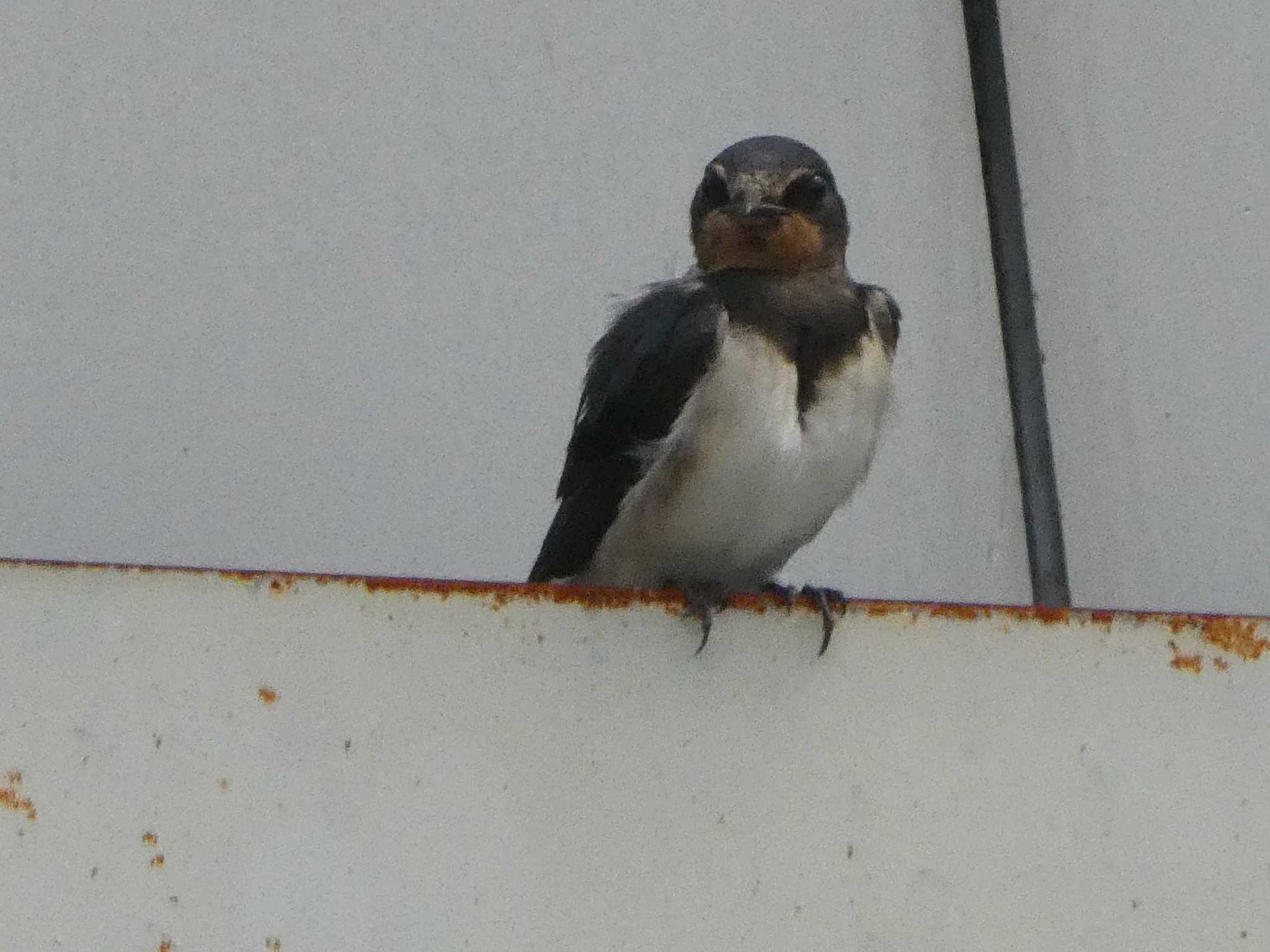 Photo of Barn Swallow at 羅湖区（深セン） by Kozakuraband