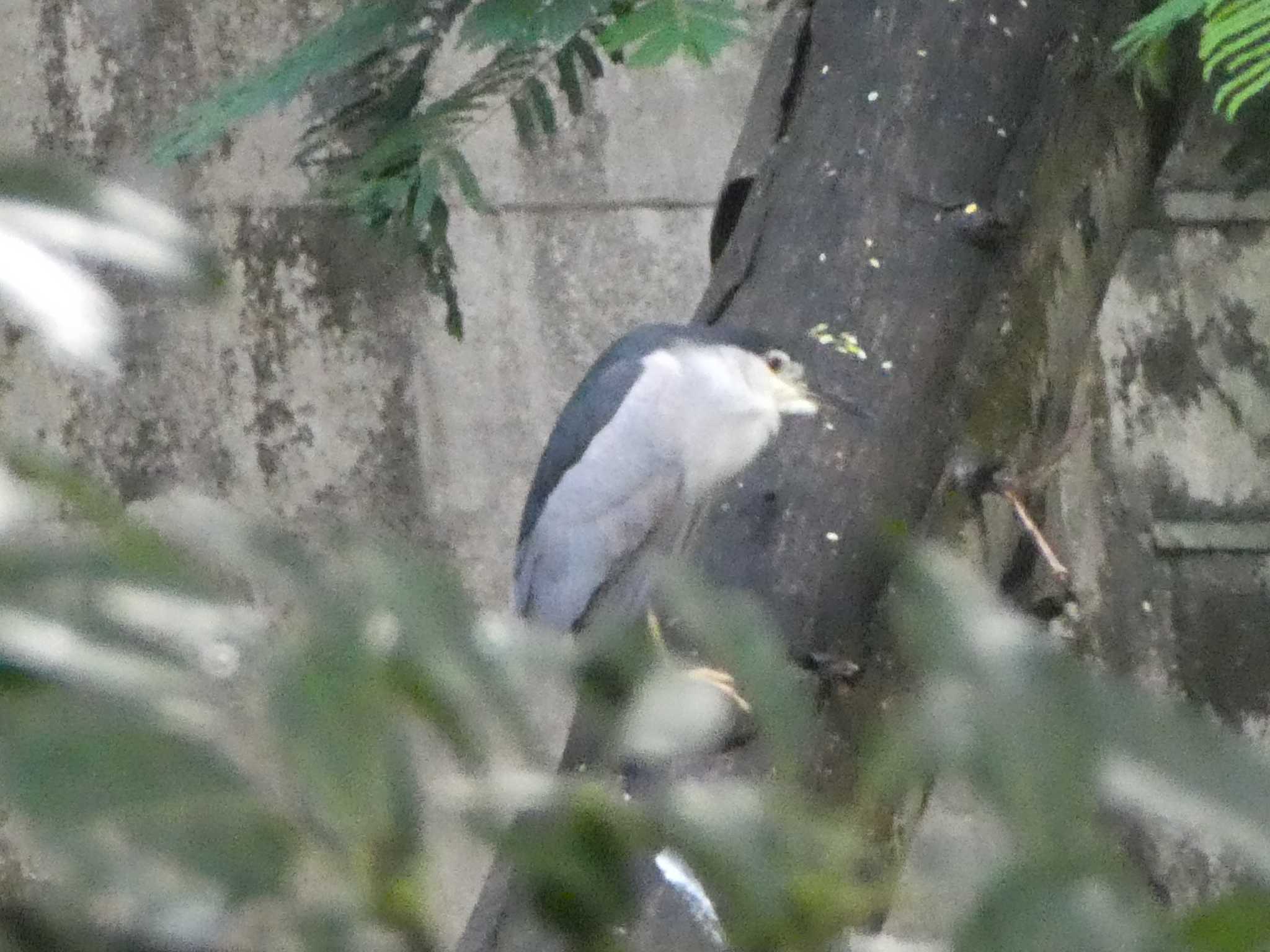 Black-crowned Night Heron