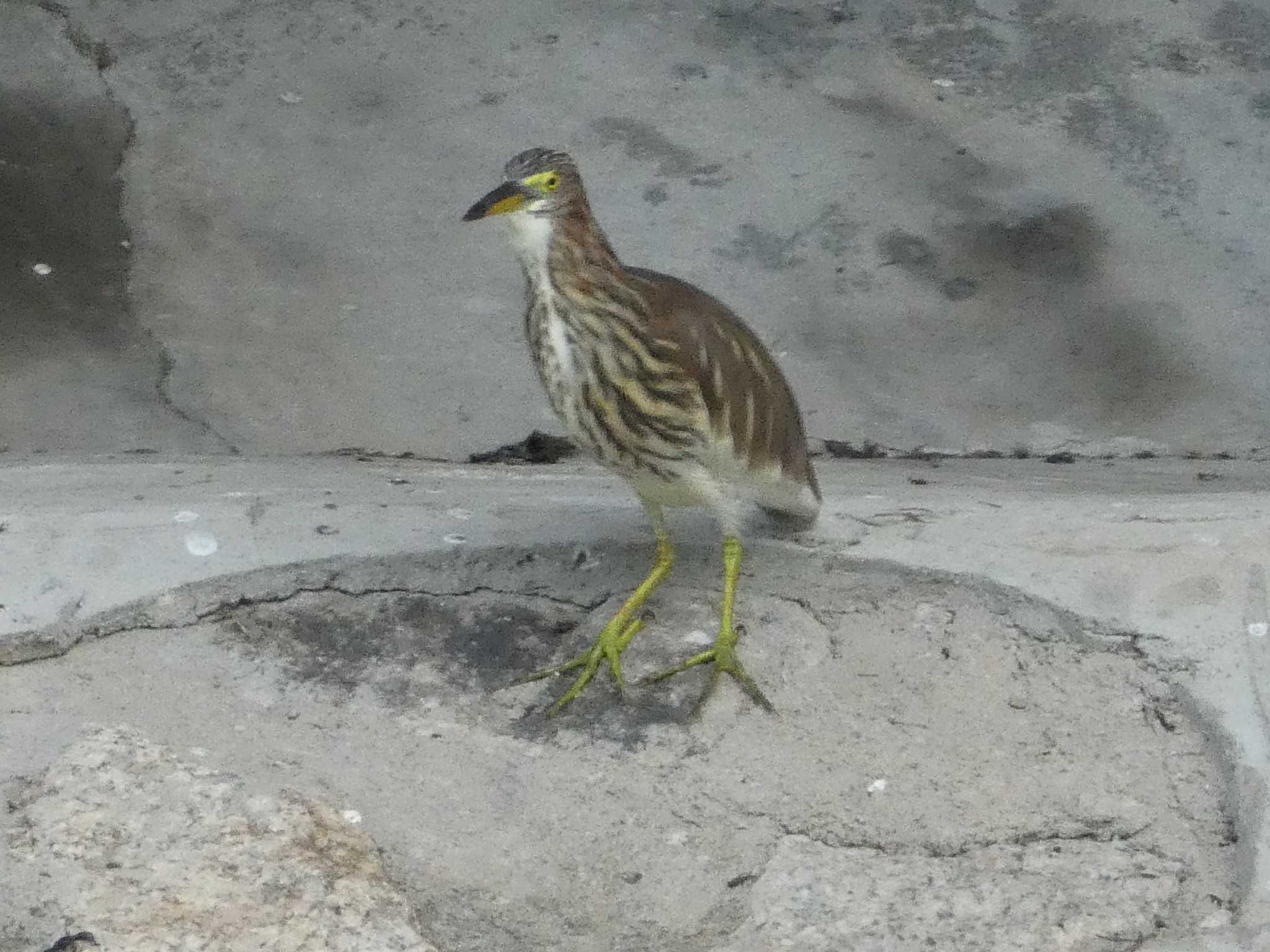 Photo of Chinese Pond Heron at 羅湖区（深セン） by Kozakuraband