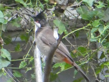 Red-whiskered Bulbul 羅湖区（深セン） Thu, 9/5/2019