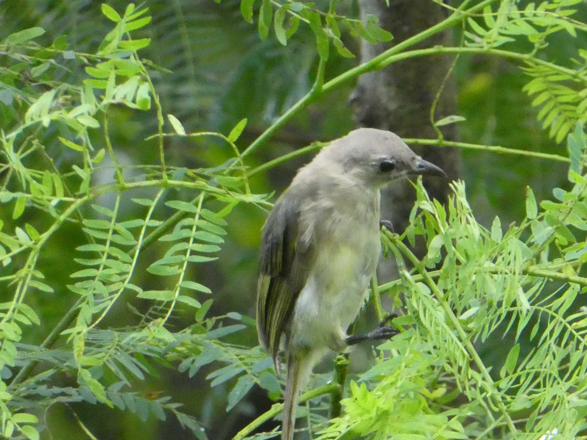 Light-vented Bulbul