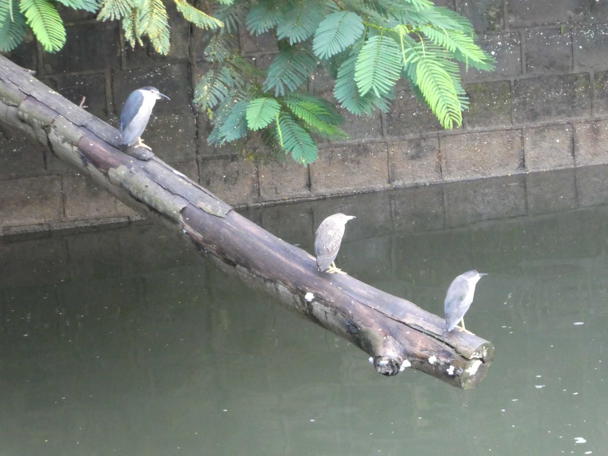 Black-crowned Night Heron