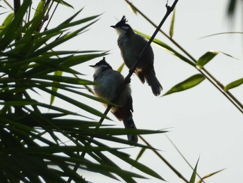 Red-whiskered Bulbul 羅湖区（深セン） Fri, 9/6/2019