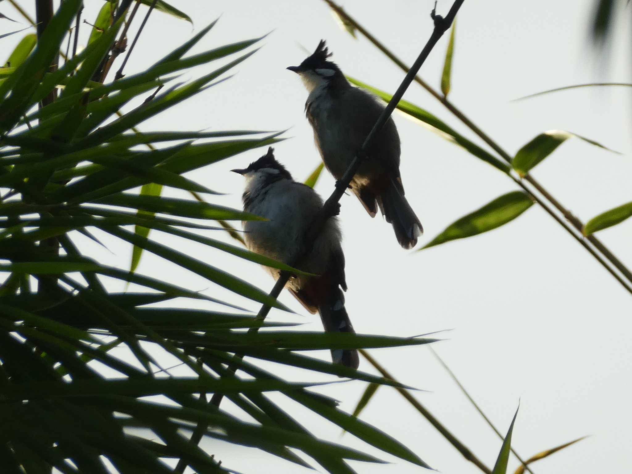 Red-whiskered Bulbul