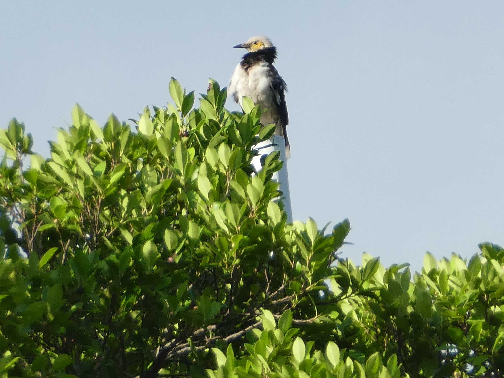 Black-collared Starling