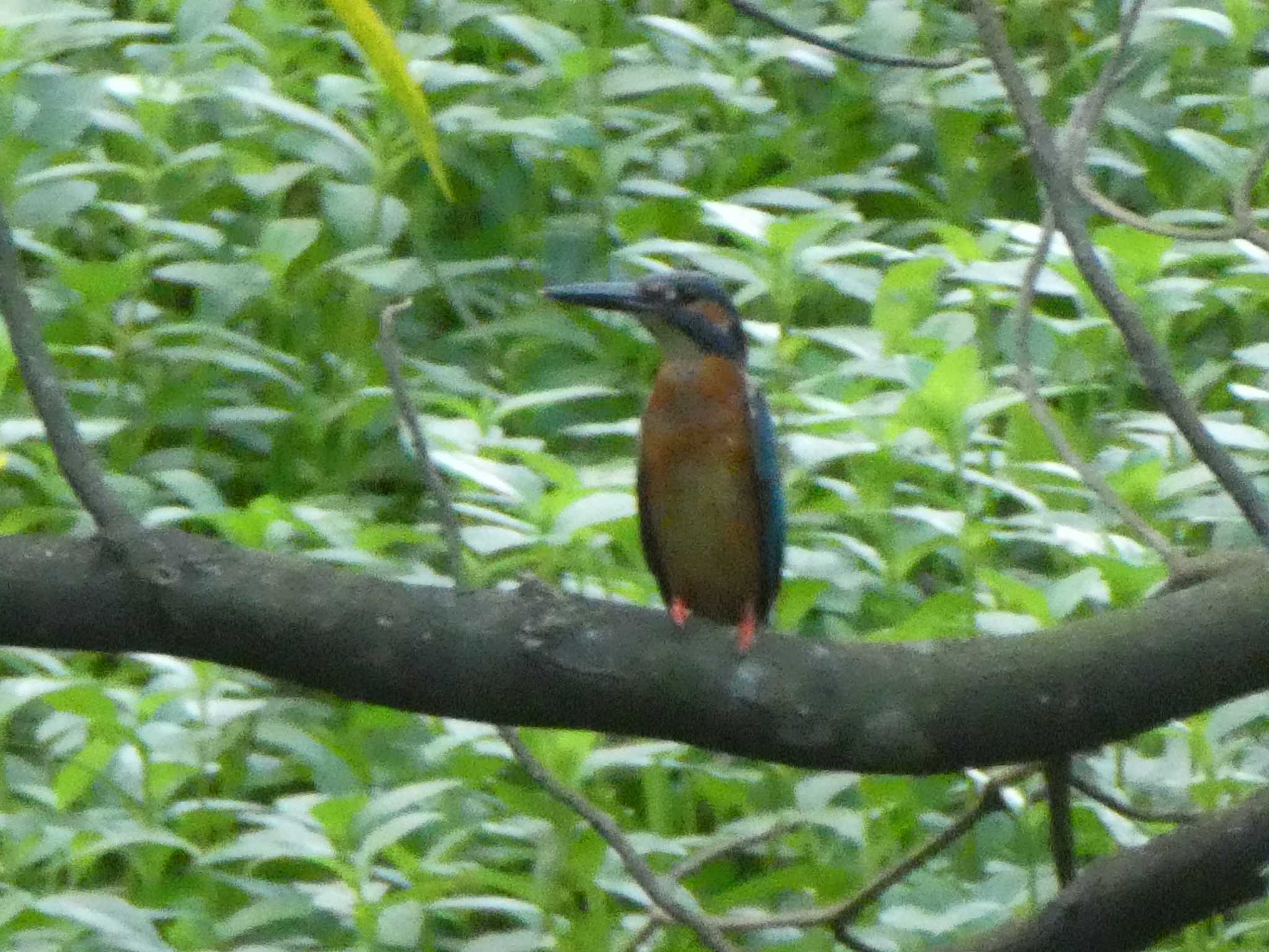 Photo of Common Kingfisher at 羅湖区（深セン） by Kozakuraband