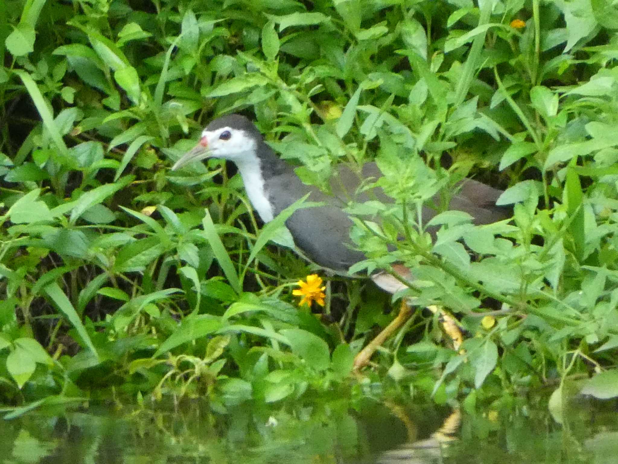 White-breasted Waterhen