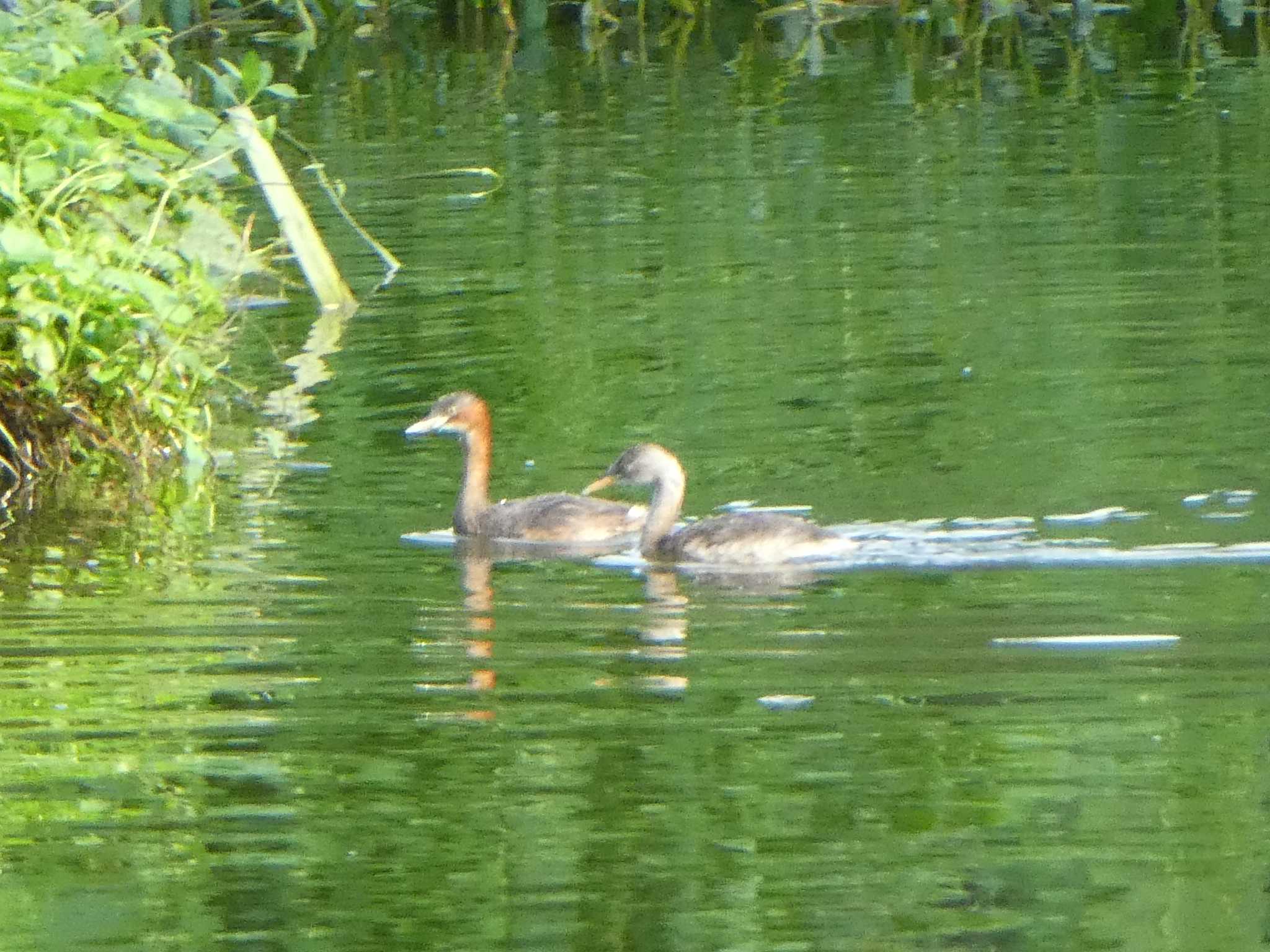 Little Grebe