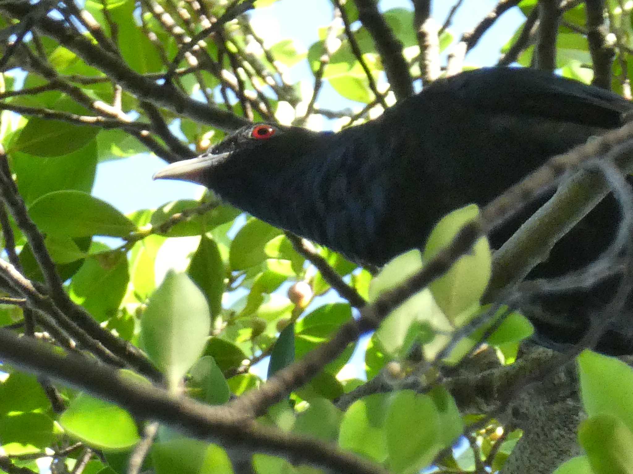 Asian Koel