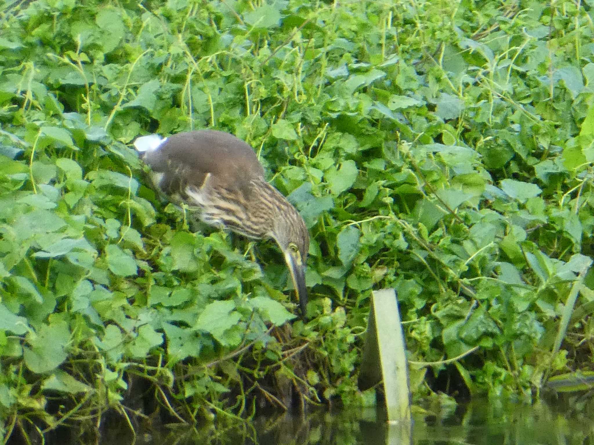 Chinese Pond Heron