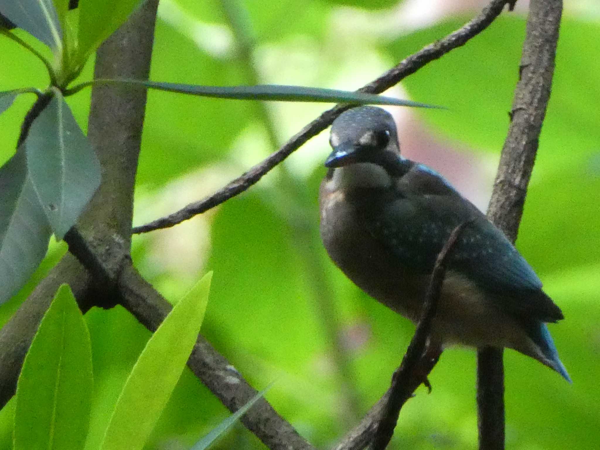 カワセミ