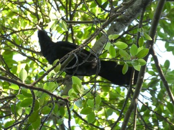 Asian Koel 羅湖区（深セン） Fri, 9/6/2019