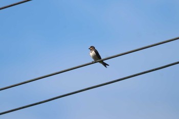 Barn Swallow Unknown Spots Sat, 8/31/2019