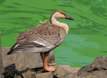 Swan Goose Oikeshinsui Park Tue, 9/10/2019