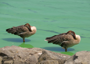 サカツラガン 大池親水公園 2019年9月10日(火)