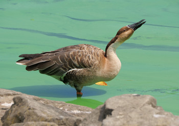 サカツラガン 大池親水公園 2019年9月10日(火)