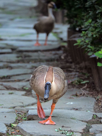 Swan Goose Oikeshinsui Park Tue, 9/10/2019