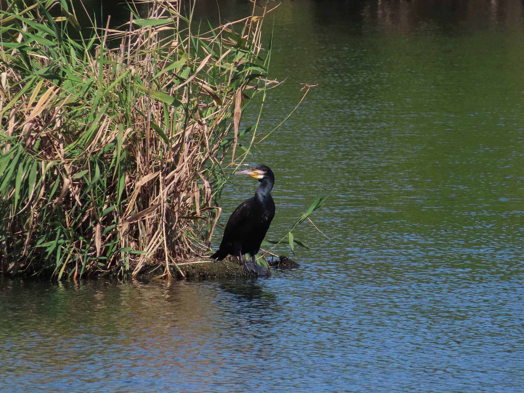 Photo of Great Cormorant at 柴山沼 by kou