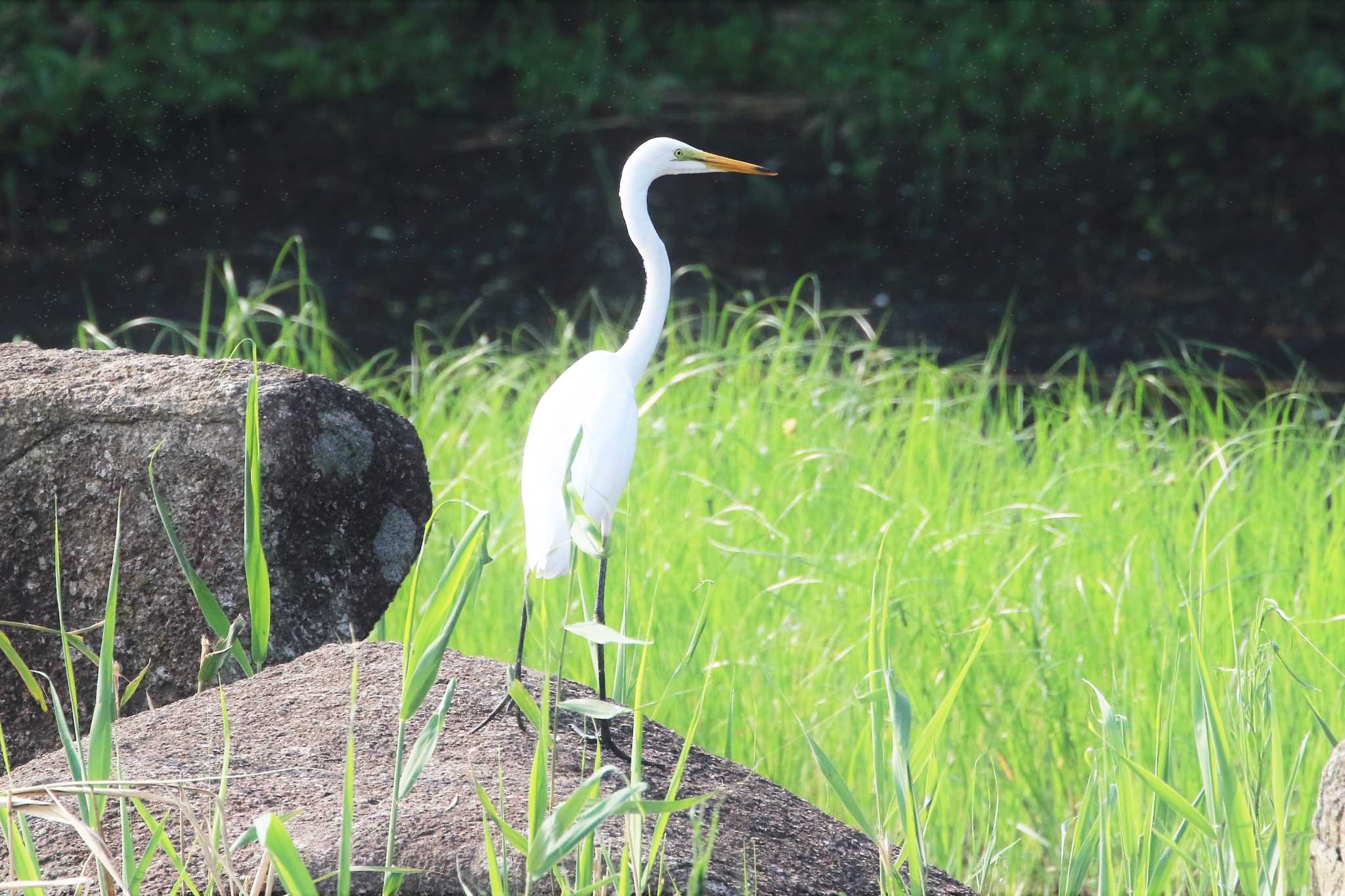 葛西臨海公園 ダイサギの写真 by Susumu Harada