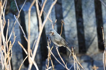 ヒヨドリ 多摩川台公園 2019年2月4日(月)