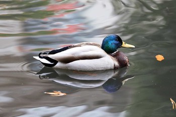 Mallard 宝来公園 Sun, 1/6/2019