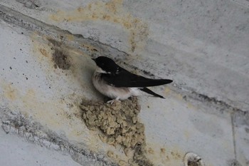 Asian House Martin 高尾山口駅 Tue, 6/25/2019