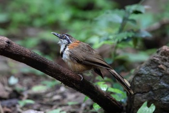 ヒメクビワガビチョウ ケーン・クラチャン国立公園 2019年6月2日(日)