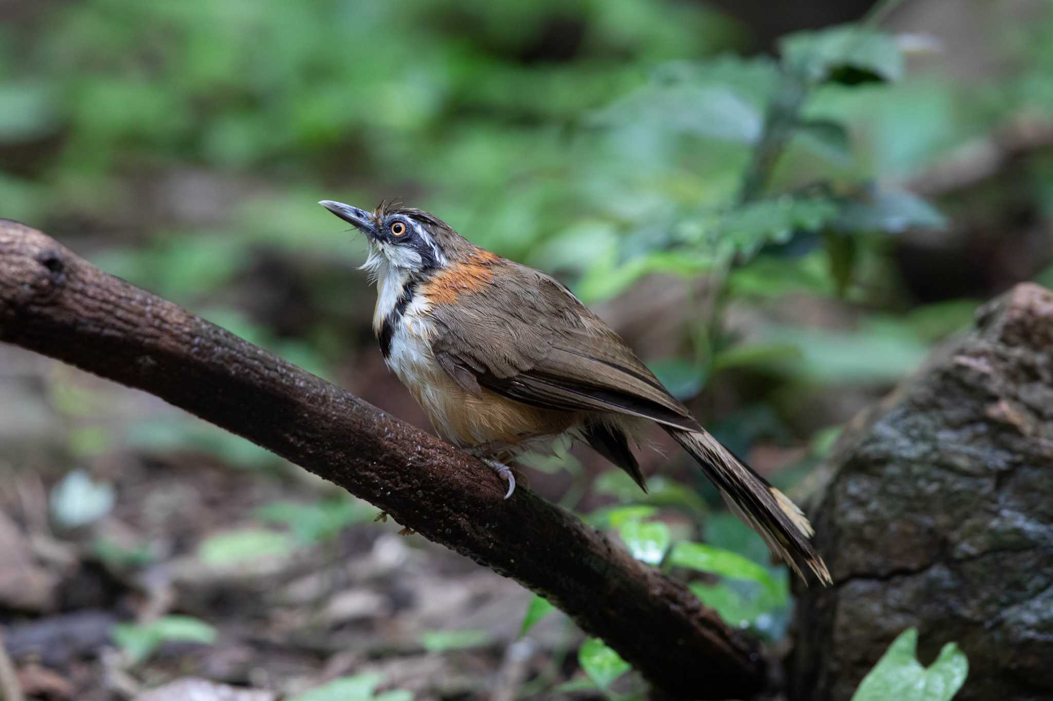 Photo of Lesser Necklaced Laughingthrush at Kaeng Krachan National Park by Trio