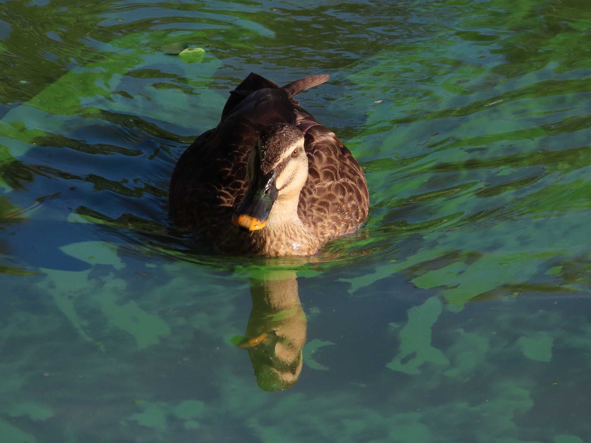 Photo of Eastern Spot-billed Duck at Oikeshinsui Park by kou