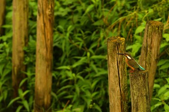 カワセミ 野川 2019年8月27日(火)